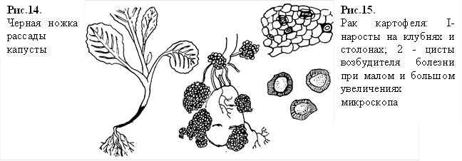 ,Рис.14. Черная ножка рассады капусты,Рис.15. Рак картофеля: I- наросты на клубнях и столонах; 2 - цисты возбудителя болезни при малом и большом увеличениях микроскопа 