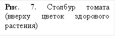 Рис. 7. Столбур томата (вверху цветок здорового растения)