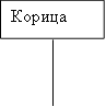 Корица
