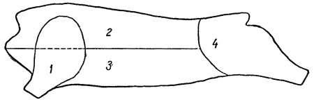 Описание: Схема кулинарного разруба свиной туши: 1 — лопатка, 2 — корейка, 3 — грудинка, 4 — окорок