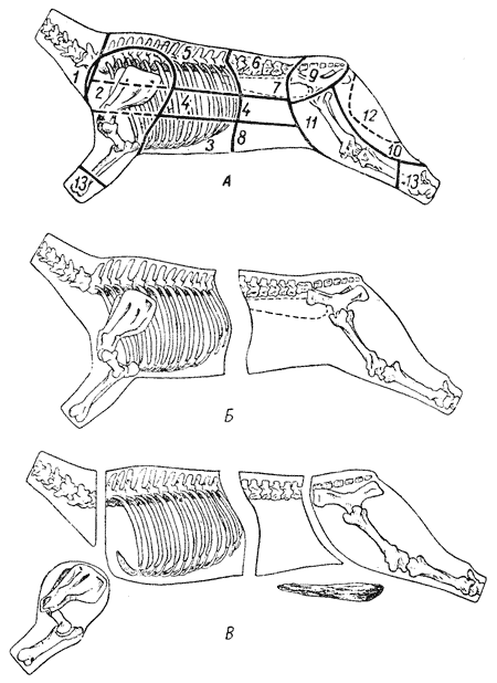 Описание: А — схема расположения частей мякоти, получаемой при кулинарном разрубе и обвалке туши говядины: 1 — шея, 2 — лопатка, 3 — грудинка, 4 — покромка, 5 — толстый край, 6 — тонкий край, 7 — вырезка, 8 — пашина, 9 — верхняя часть задней ноги, 10 — наружная часть задней ноги, 11 — боковая часть задней ноги, 12 — внутренняя часть задней ноги, 13- голяшка; Б и В — схемы разруба туши говядины