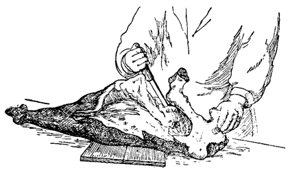 Описание: Вырезание тазовой кости