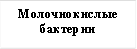 Молочнокислые бактерии