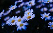 Почему цветочные магазины работают круглосуточно? Почему цветочные магазины работают круглосуточно?